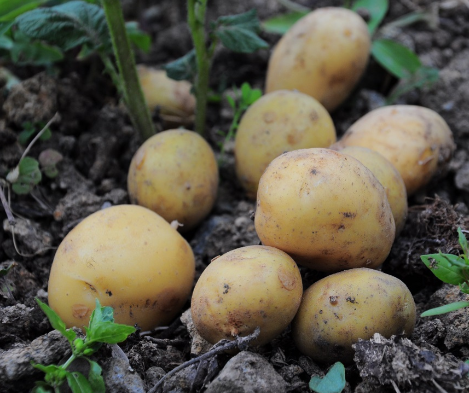 Elateridi della patata: Oikos®, la soluzione naturale e sostenibile